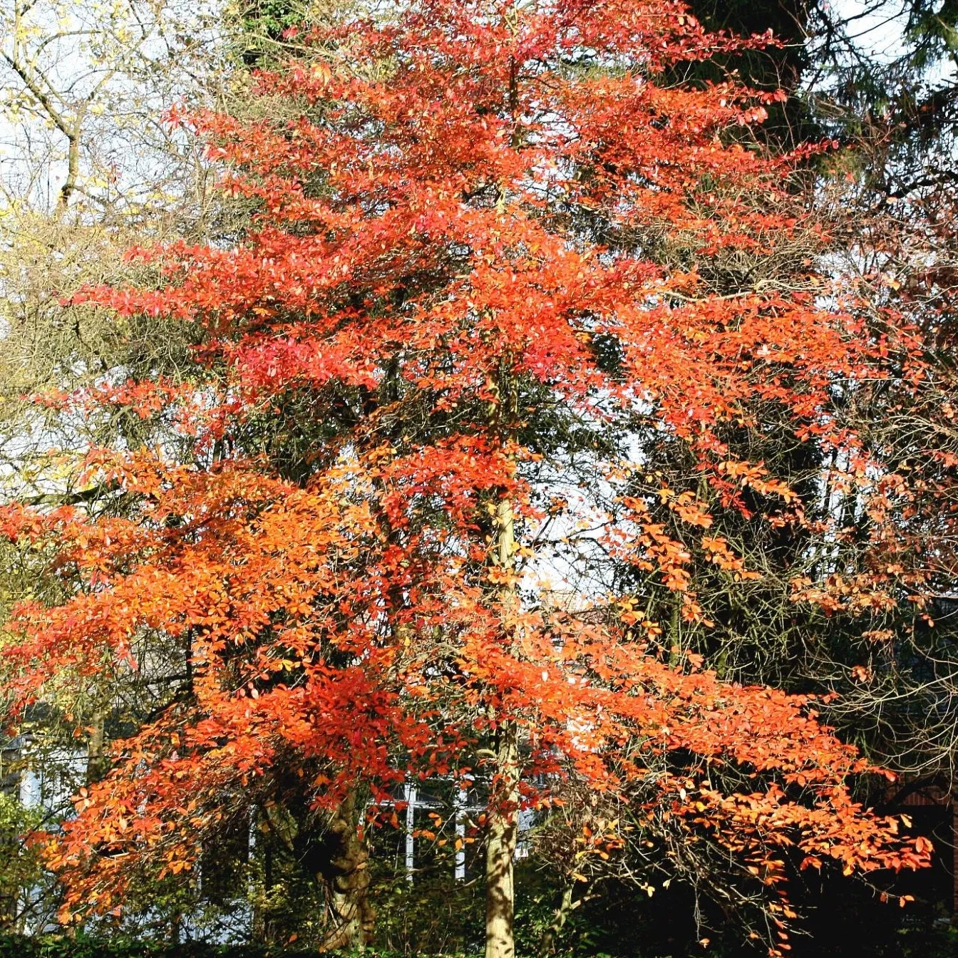 Black Gum Tupelo Tree