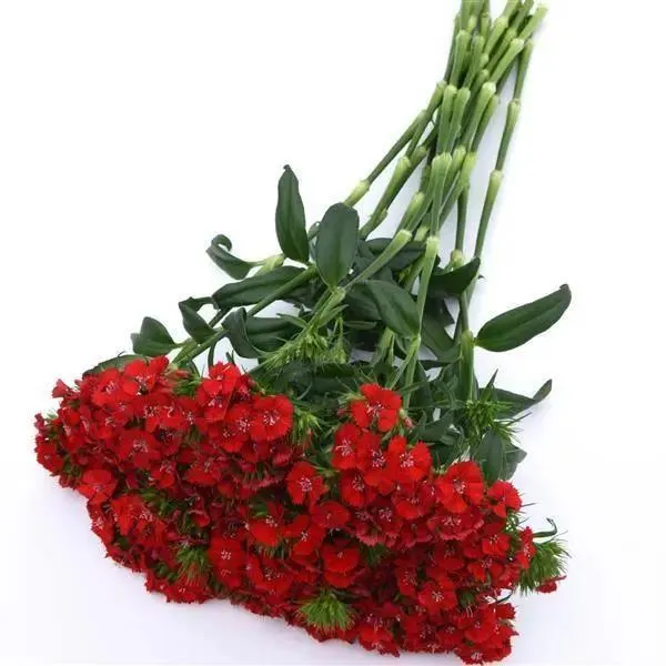 Dianthus Magic Charms Scarlet Flower Seeds