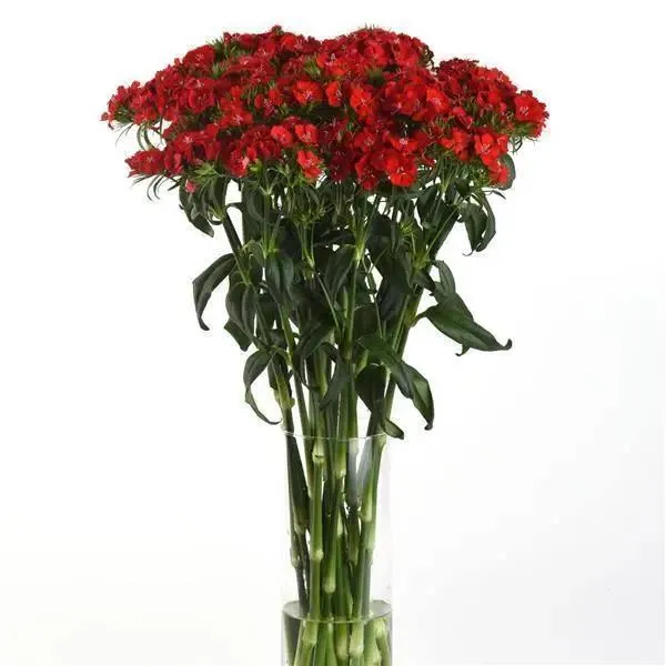 Dianthus Magic Charms Scarlet Flower Seeds