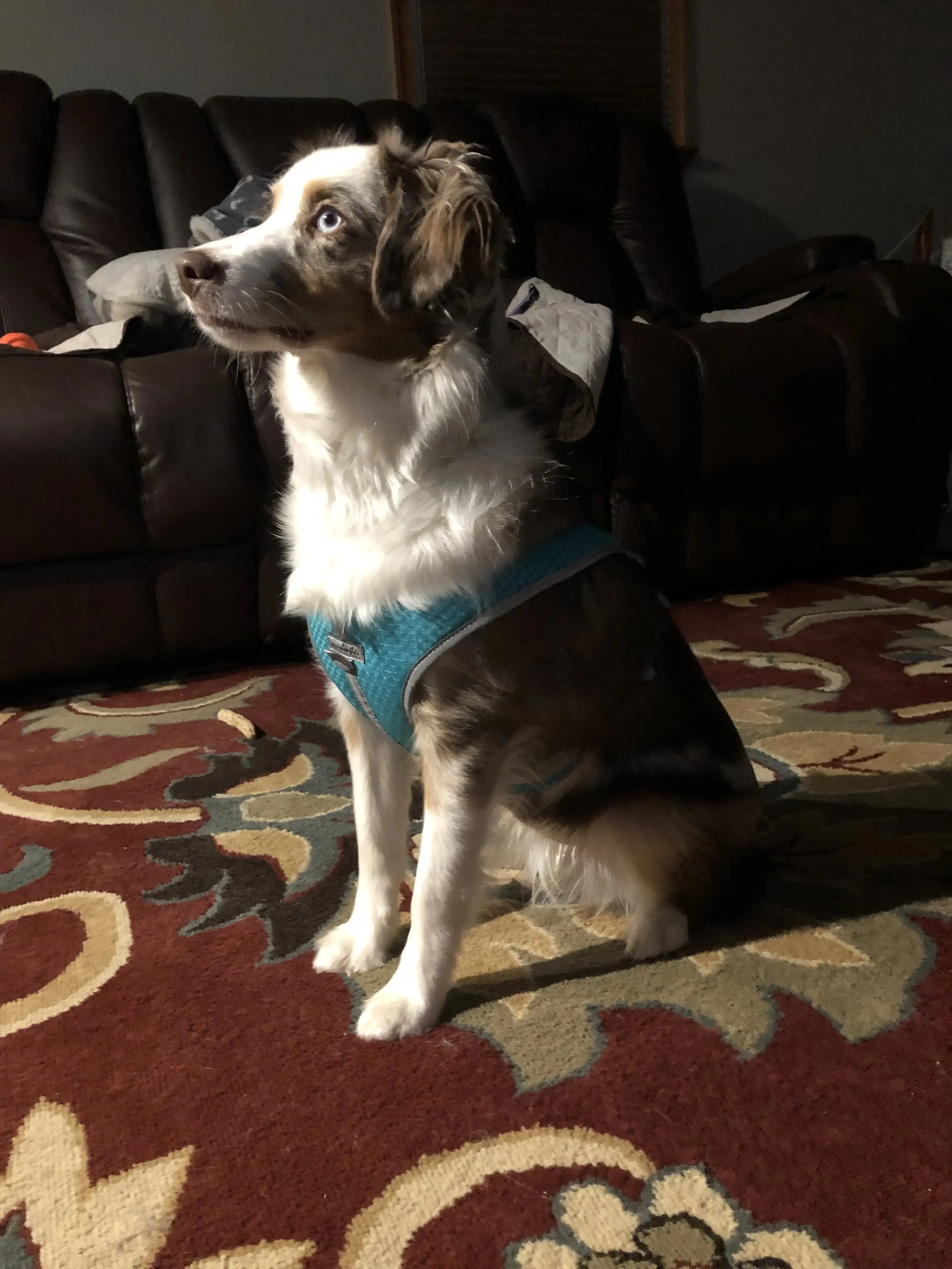 Step Easy Reflective Mesh Harness Teacup to 35 LBS