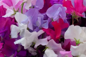 Sweet Pea Royal Mix  Lathyrus odoratus  20 Seeds  USA Company